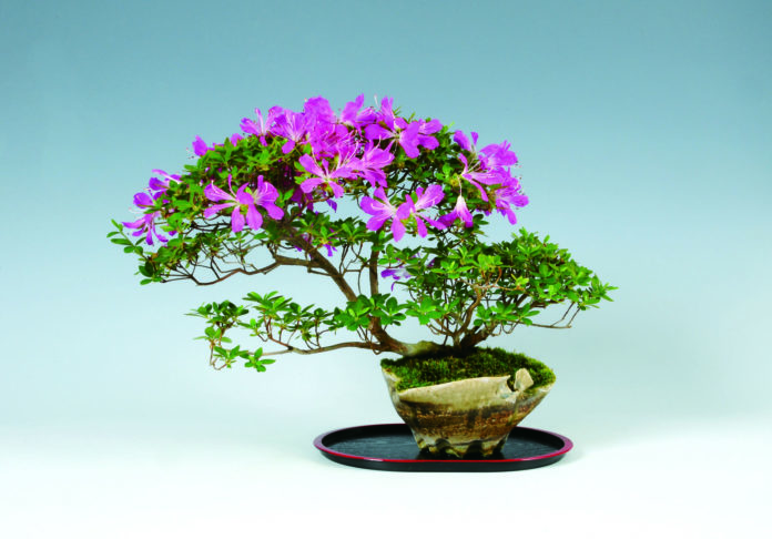 7° Satsuki Bonsai Festival