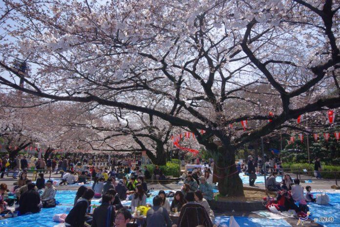 sakura hanami picnic giappone come si fa cosa e sakura hanami picnic giappone come si fa cosa e