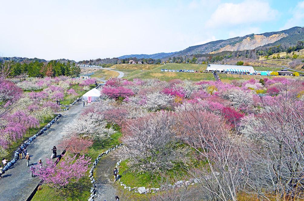 fioritura prugni mie hanami