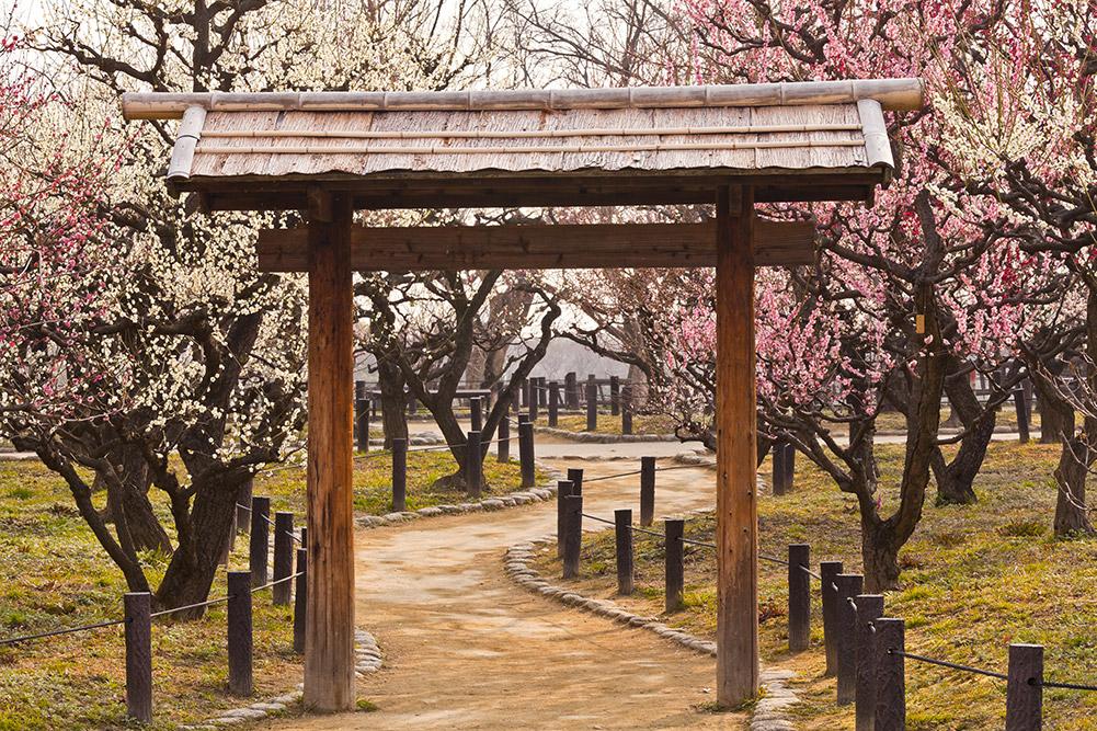 fioritura prugni osaka hanami