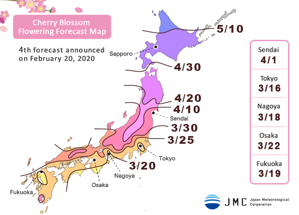 fioritura ciliegi 2020 previsioni sakura