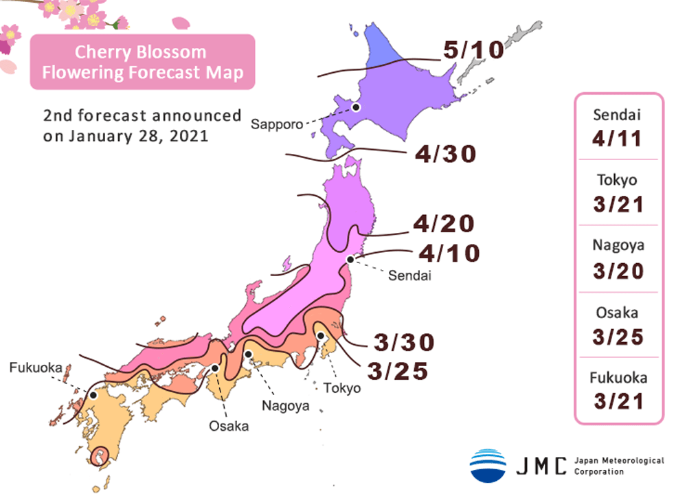 fioritura ciliegi 2021 previsioni sakura